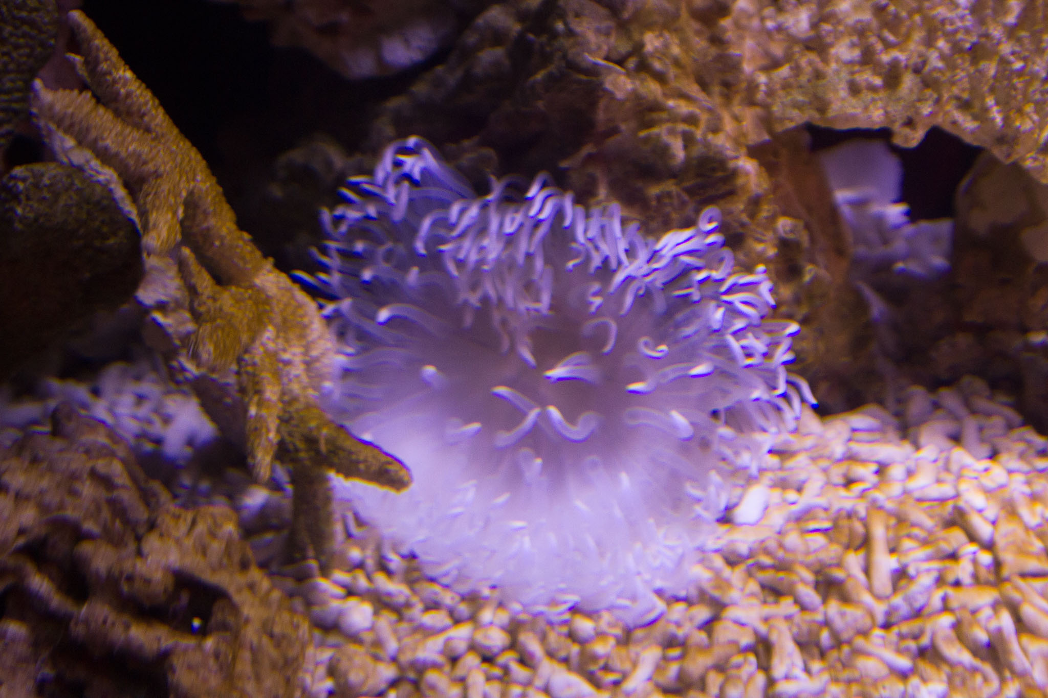 1223-AucklandAquarium-0076.jpg
