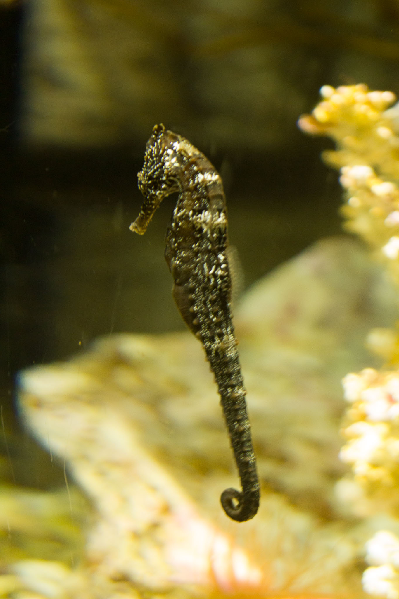 1223-AucklandAquarium-0080.jpg