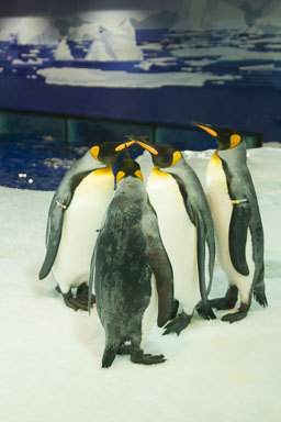 1223-AucklandAquarium-0006.jpg