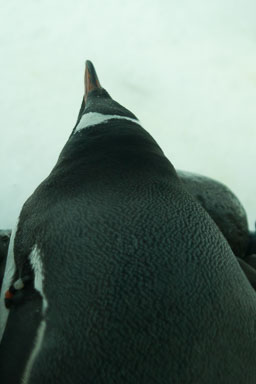 1223-AucklandAquarium-0009.jpg