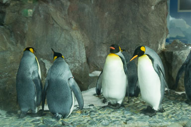 1223-AucklandAquarium-0010.jpg