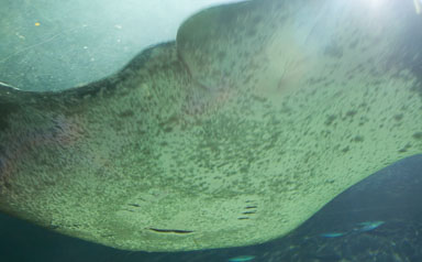 1223-AucklandAquarium-0018.jpg
