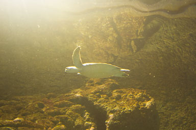 1223-AucklandAquarium-0027.jpg