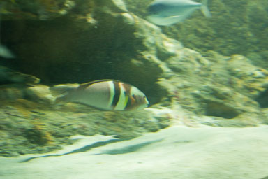 1223-AucklandAquarium-0033.jpg