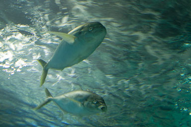 1223-AucklandAquarium-0036.jpg