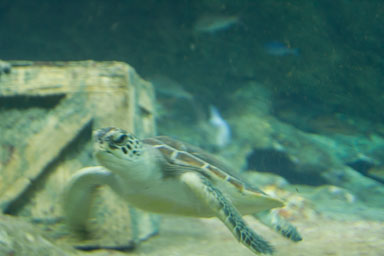 1223-AucklandAquarium-0042.jpg