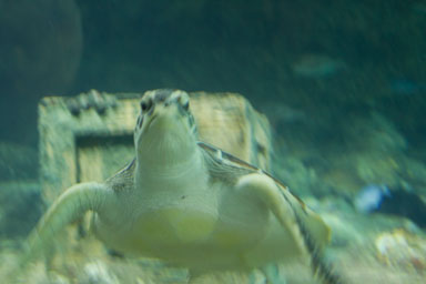 1223-AucklandAquarium-0045.jpg