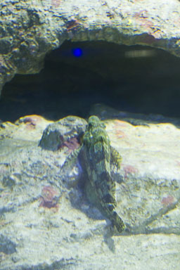 1223-AucklandAquarium-0049.jpg