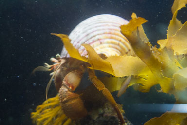 1223-AucklandAquarium-0051.jpg