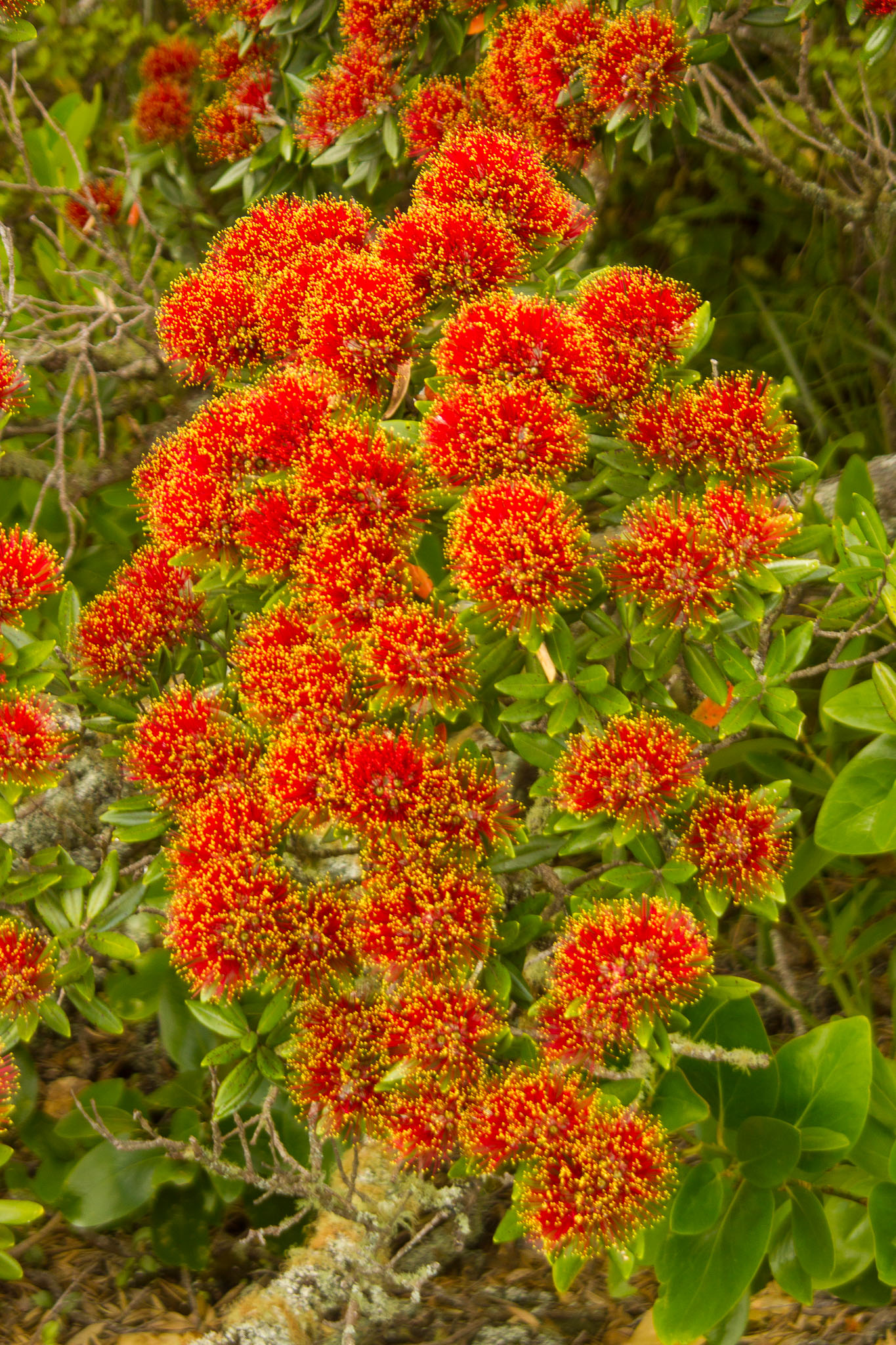 1221-AucklandRangitoto-0047.jpg