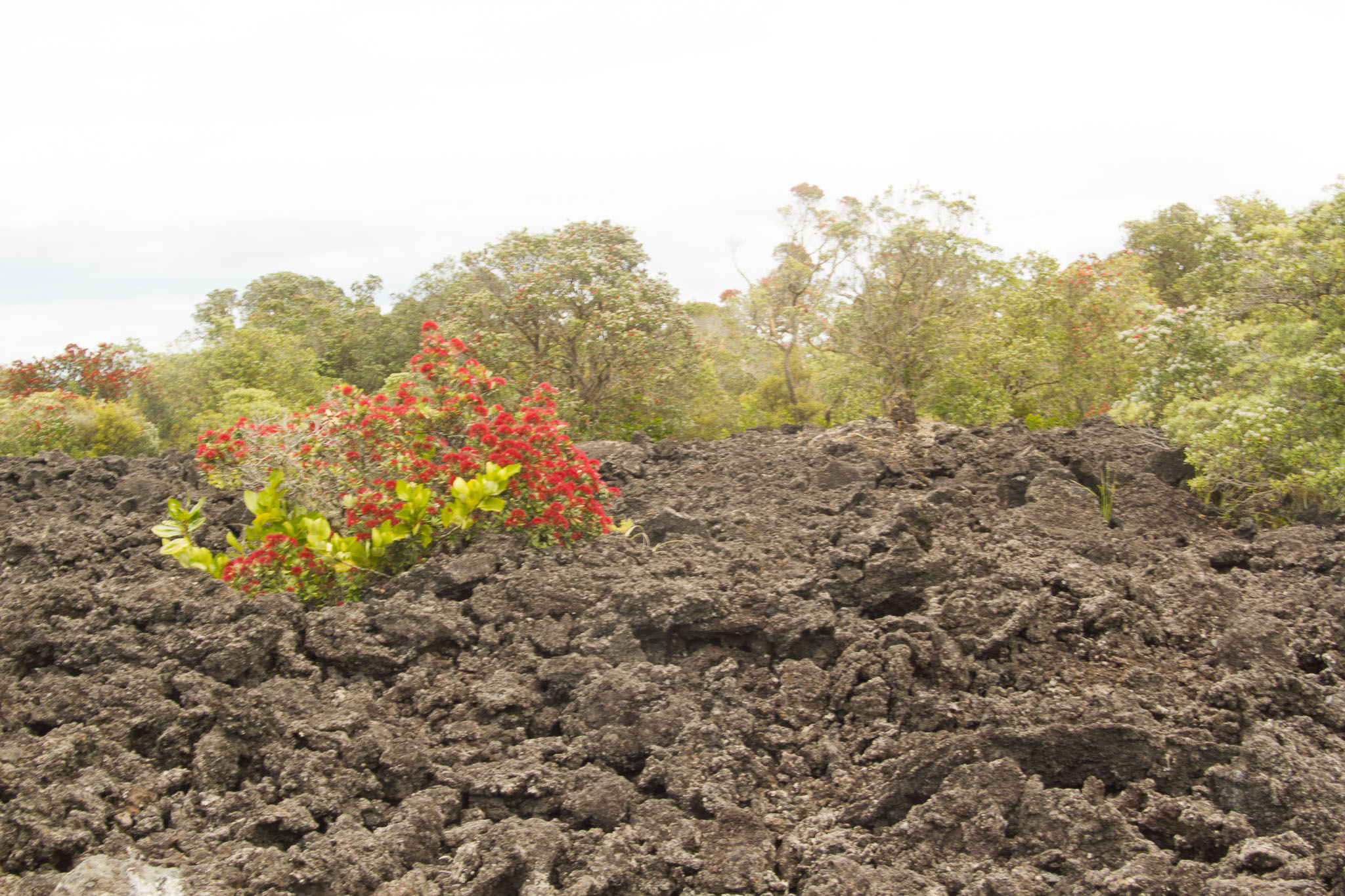 1222-AucklandRangitoto-0112.jpg