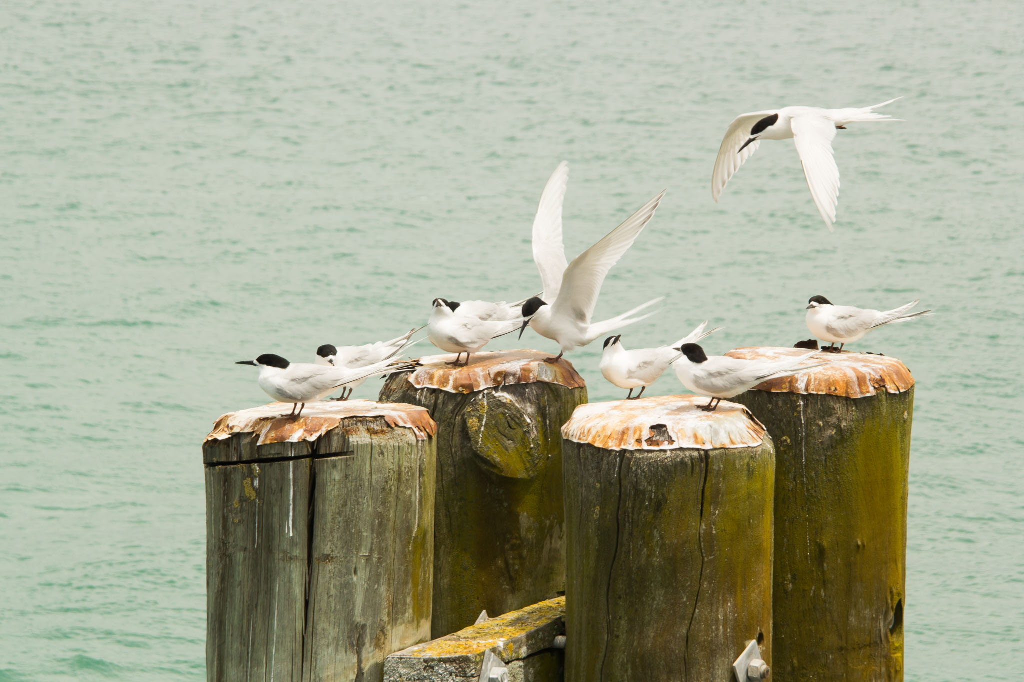 1222-AucklandRangitoto-0118.jpg