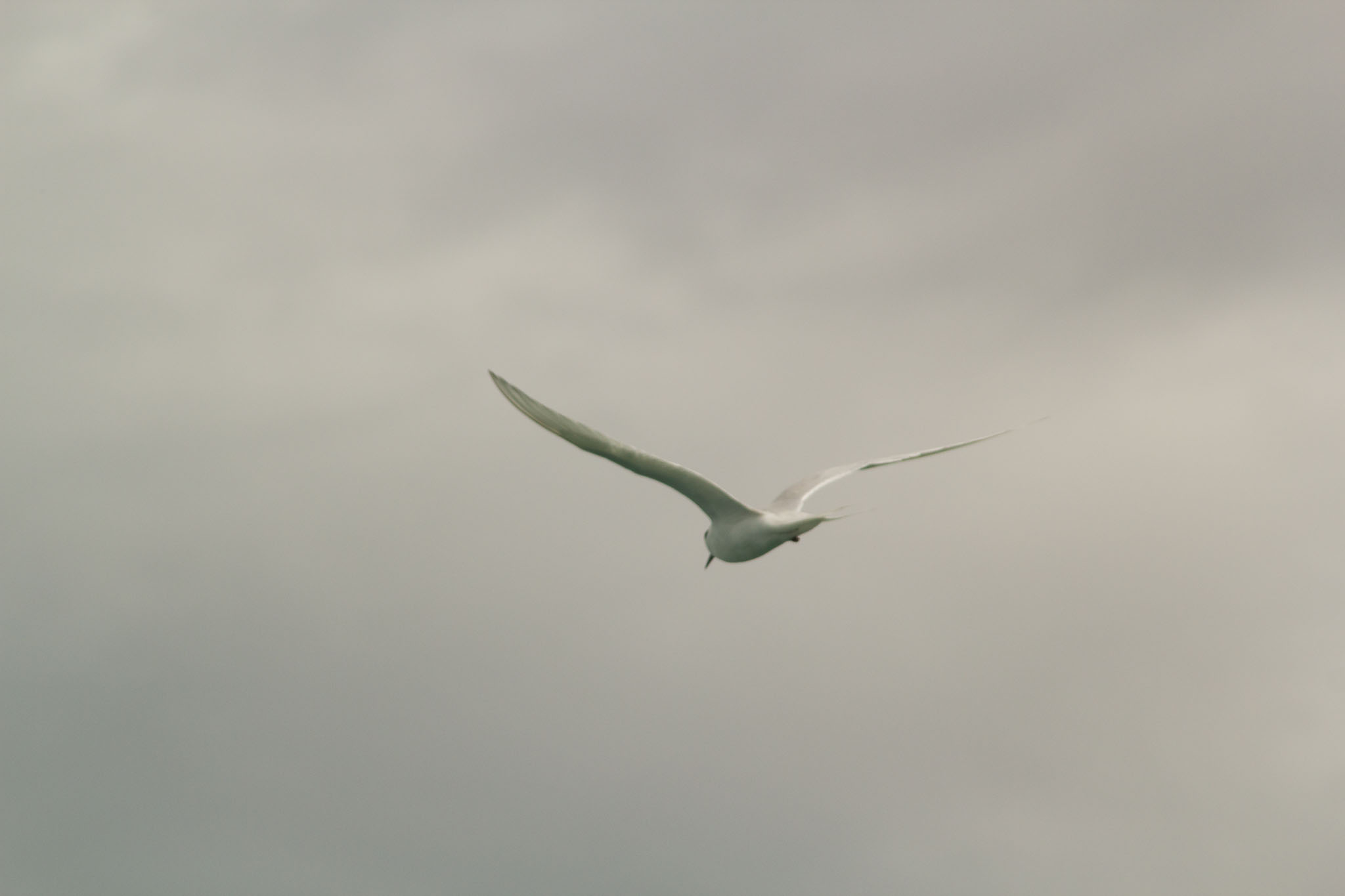 1222-AucklandRangitoto-0129.jpg