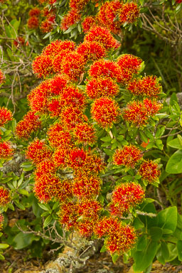 1221-AucklandRangitoto-0047.jpg