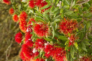 1221-AucklandRangitoto-0048.jpg