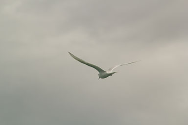 Rangitoto