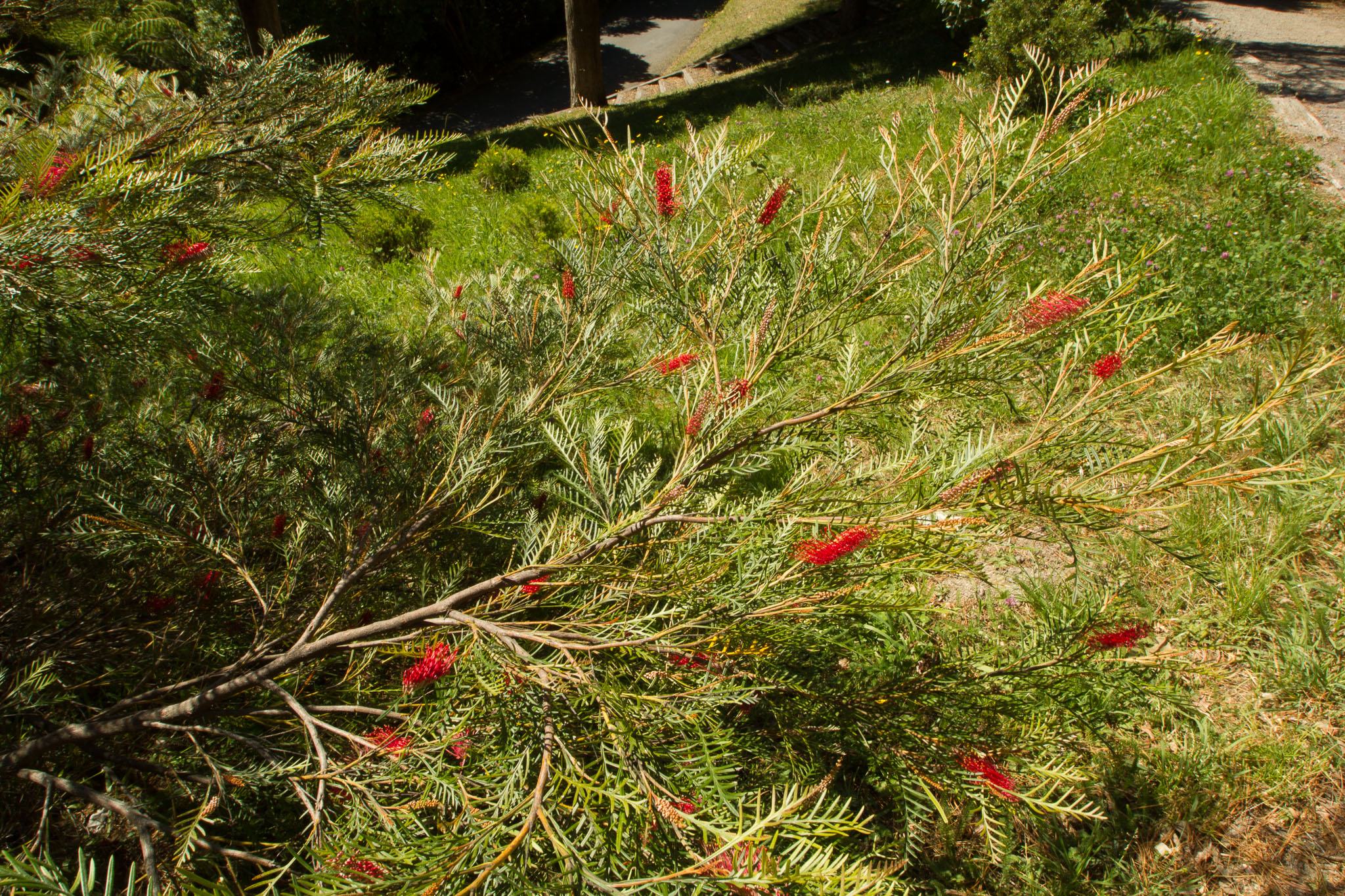 0105-WellingtonBotanicGarden-0040.jpg