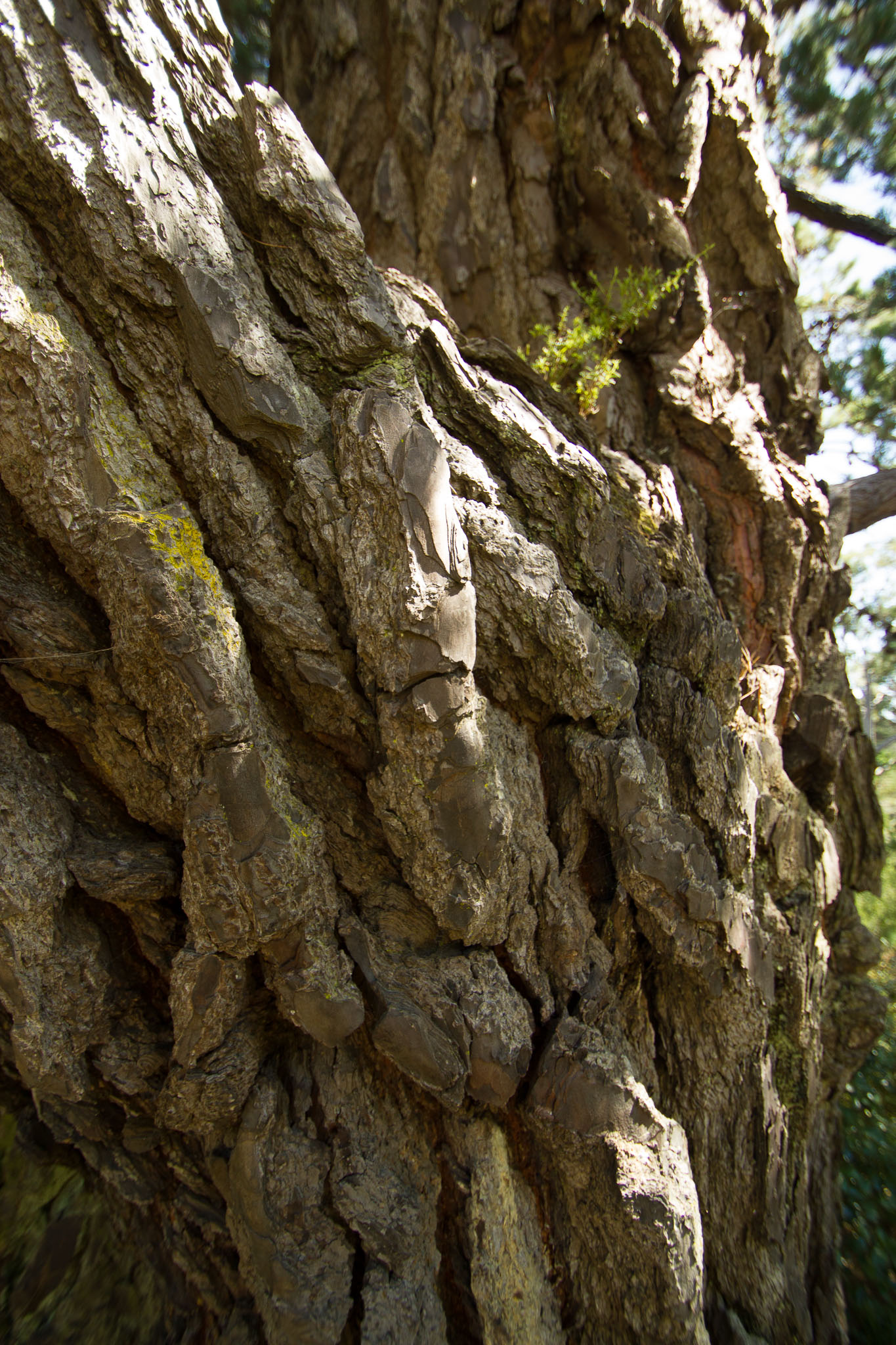 0105-WellingtonBotanicGarden-0045.jpg
