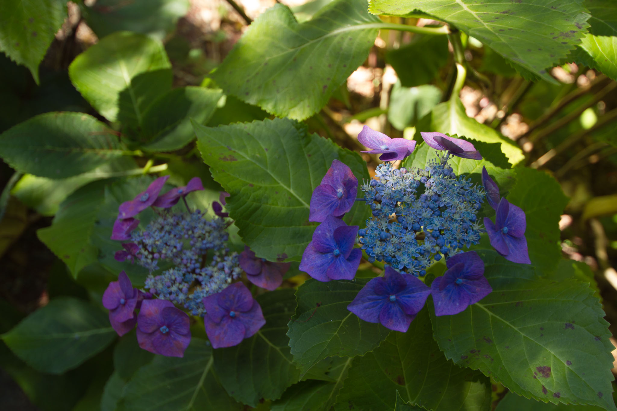 0105-WellingtonBotanicGarden-0049.jpg