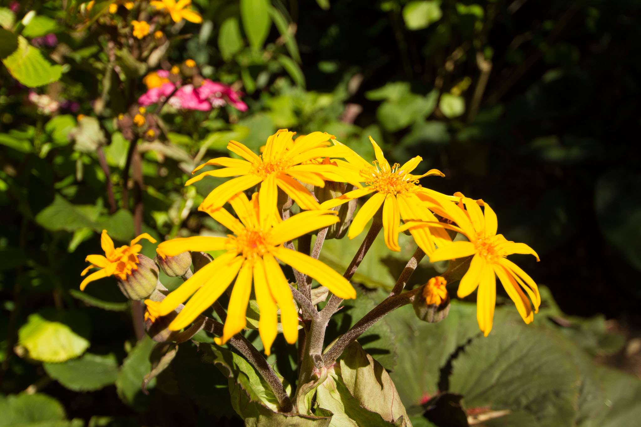 0105-WellingtonBotanicGarden-0051.jpg