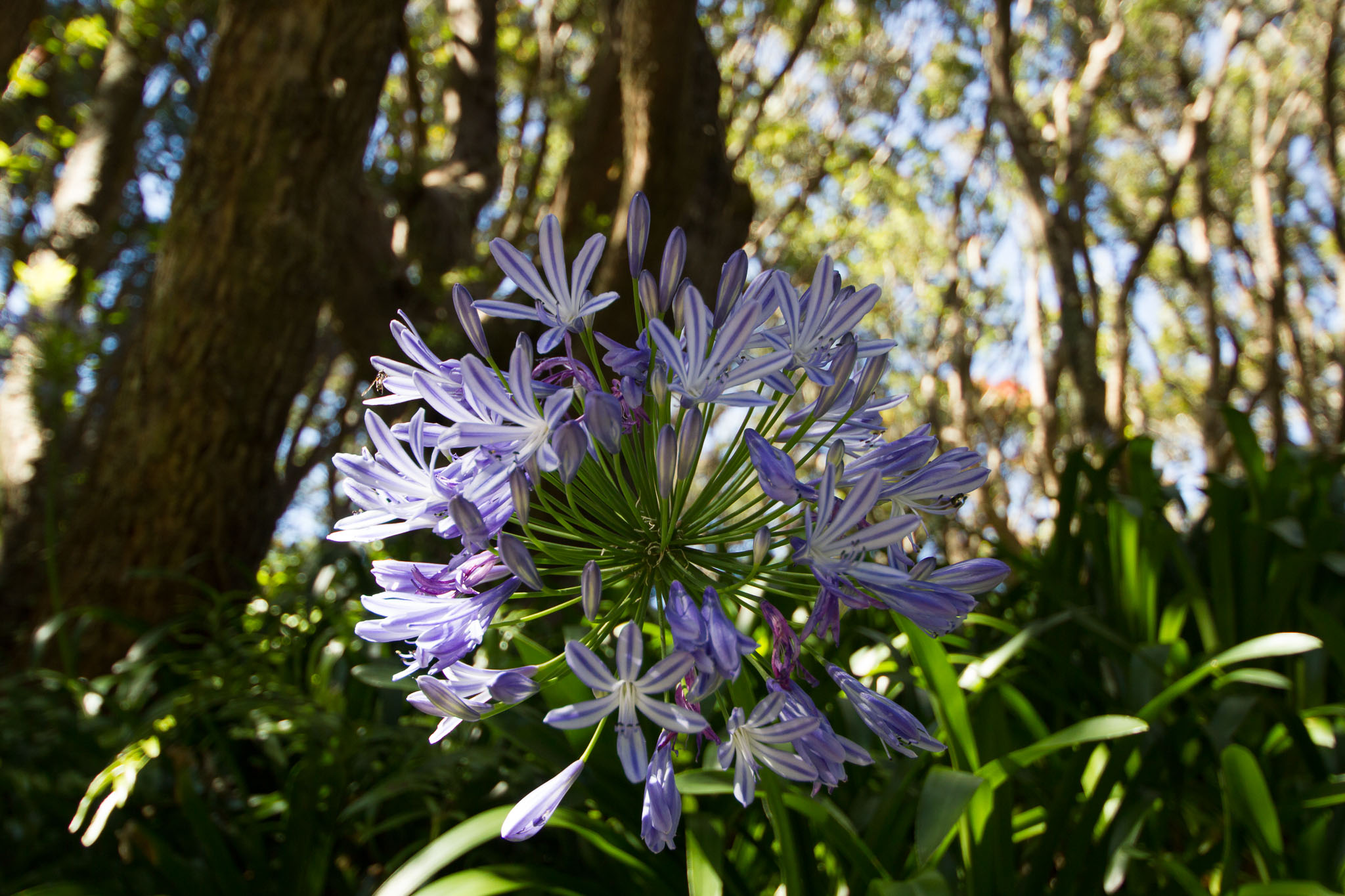 0105-WellingtonBotanicGarden-0054.jpg