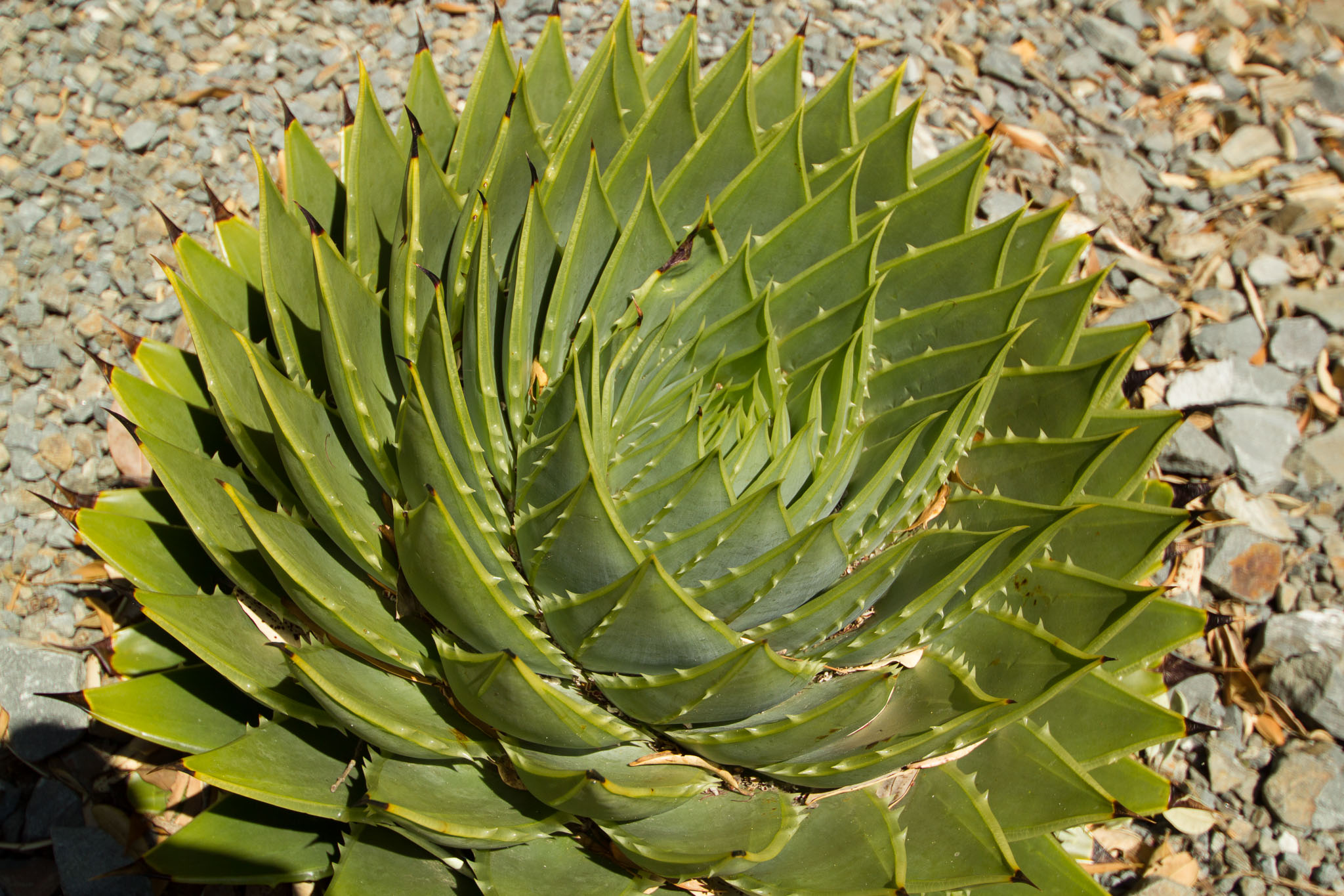 0105-WellingtonBotanicGarden-0064.jpg