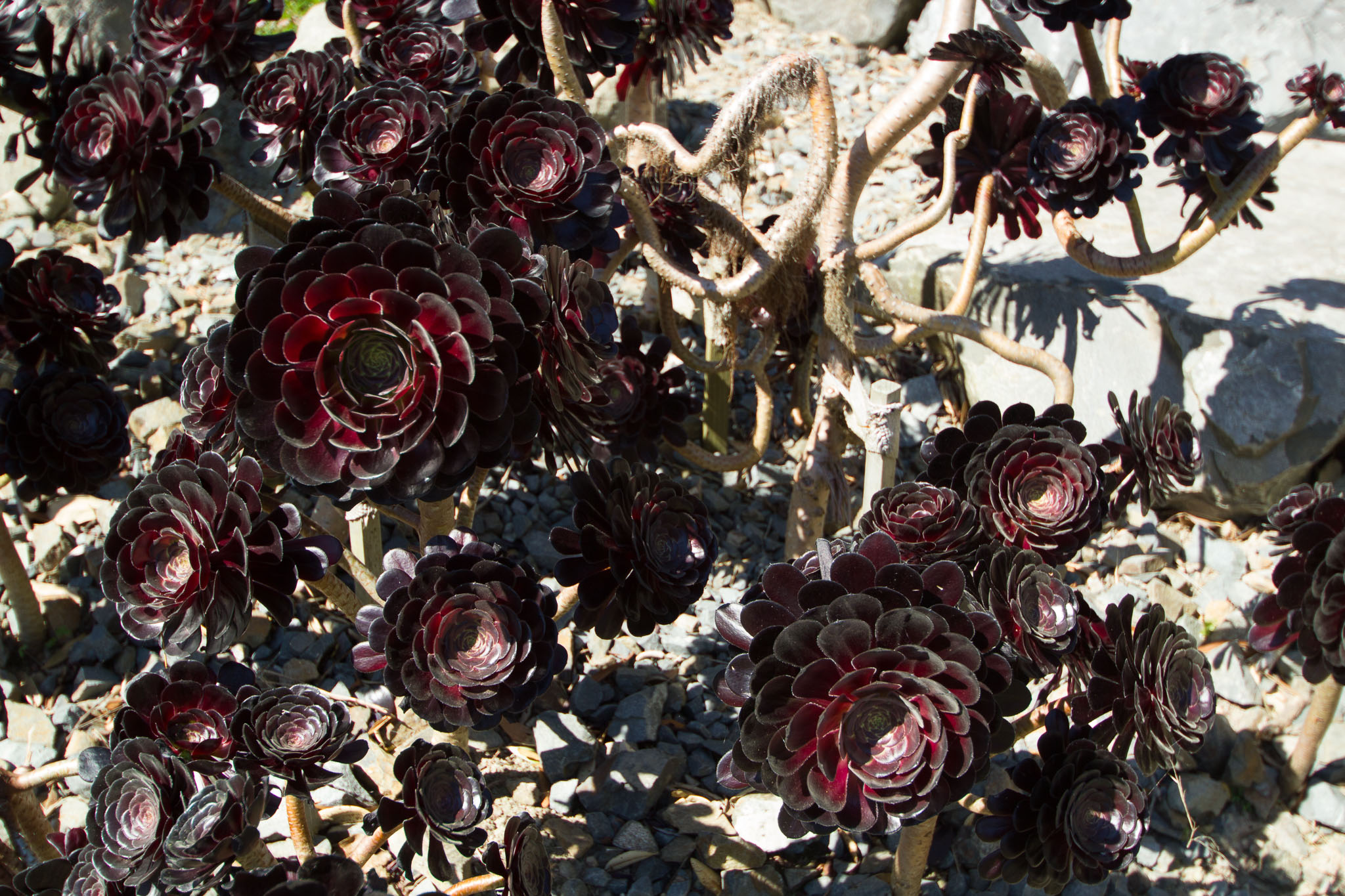 0105-WellingtonBotanicGarden-0066.jpg