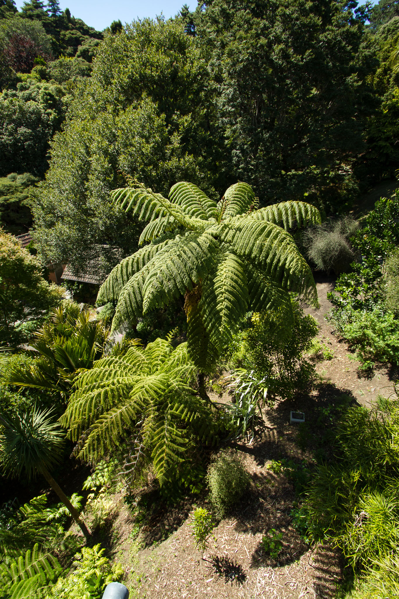 0105-WellingtonBotanicGarden-0076.jpg