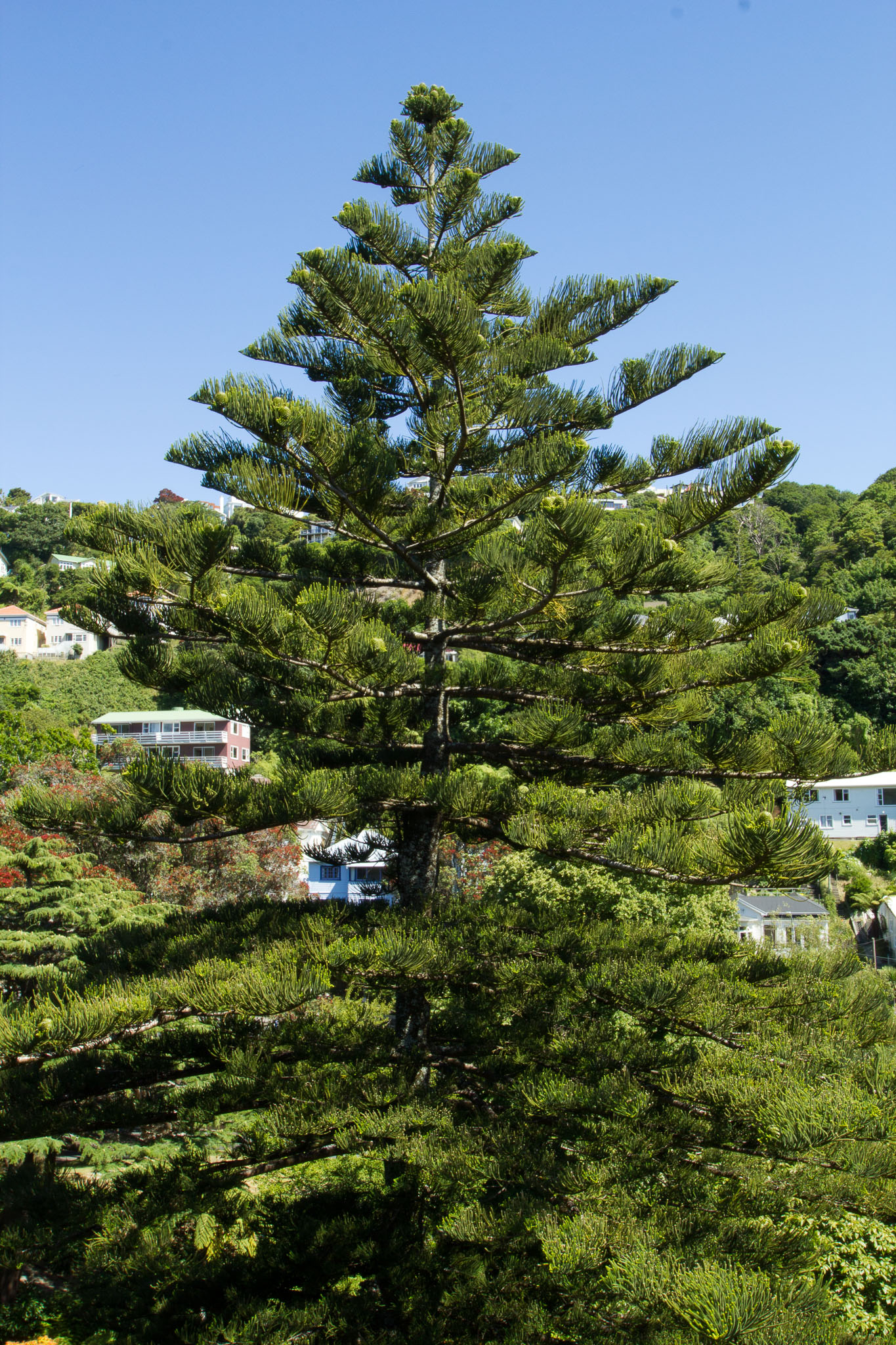 0105-WellingtonBotanicGarden-0080.jpg