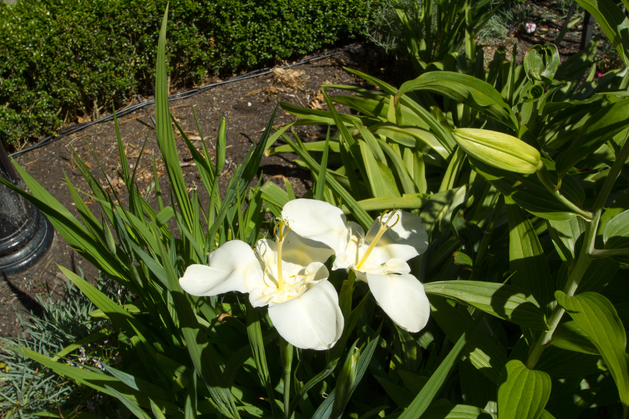 0105-WellingtonBotanicGarden-0081.jpg