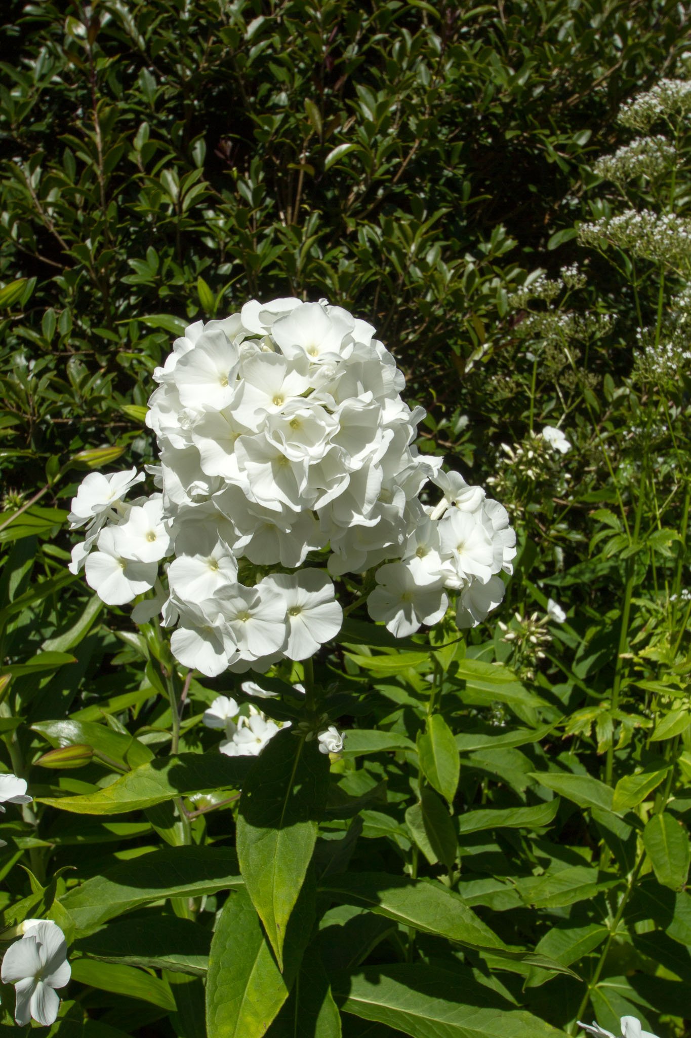 0105-WellingtonBotanicGarden-0082.jpg