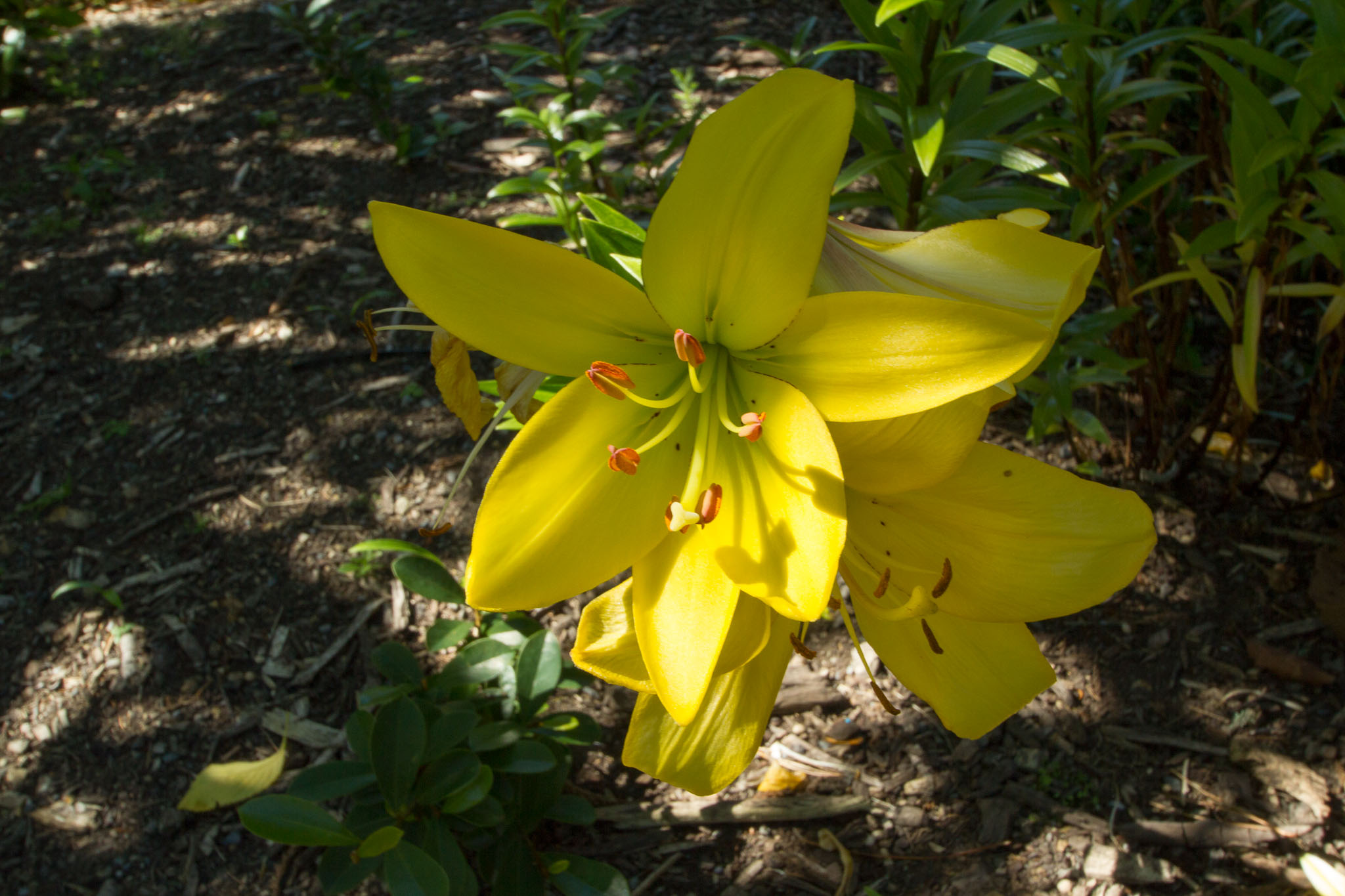 0105-WellingtonBotanicGarden-0084.jpg