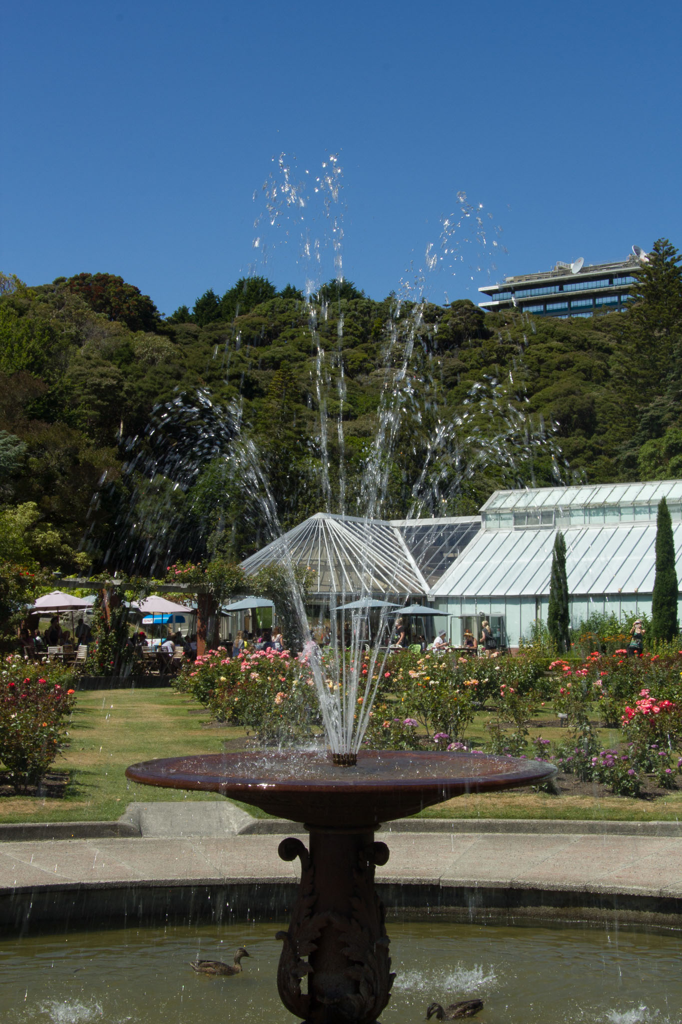 0105-WellingtonBotanicGarden-0108.jpg