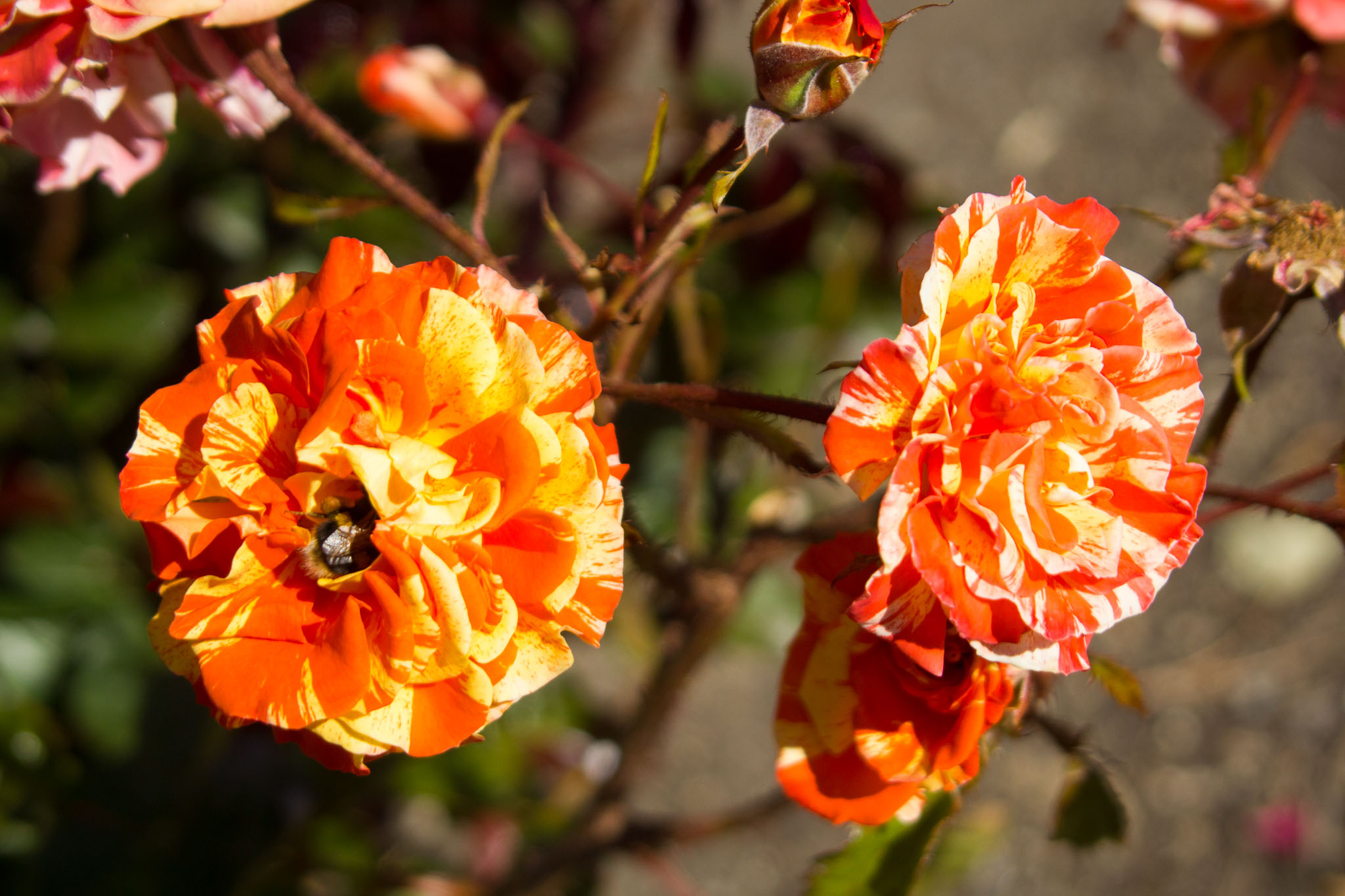 0105-WellingtonBotanicGarden-0113.jpg