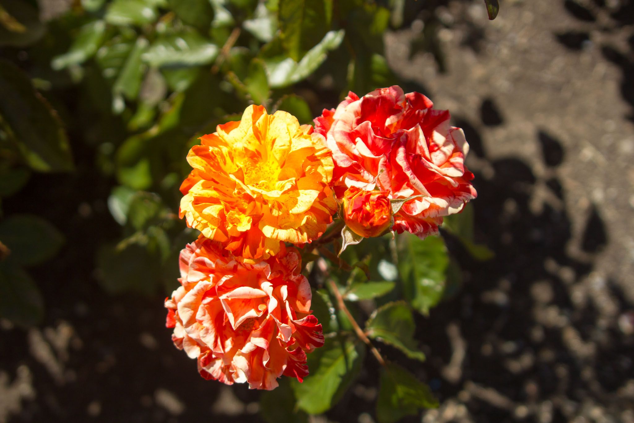 0105-WellingtonBotanicGarden-0117.jpg