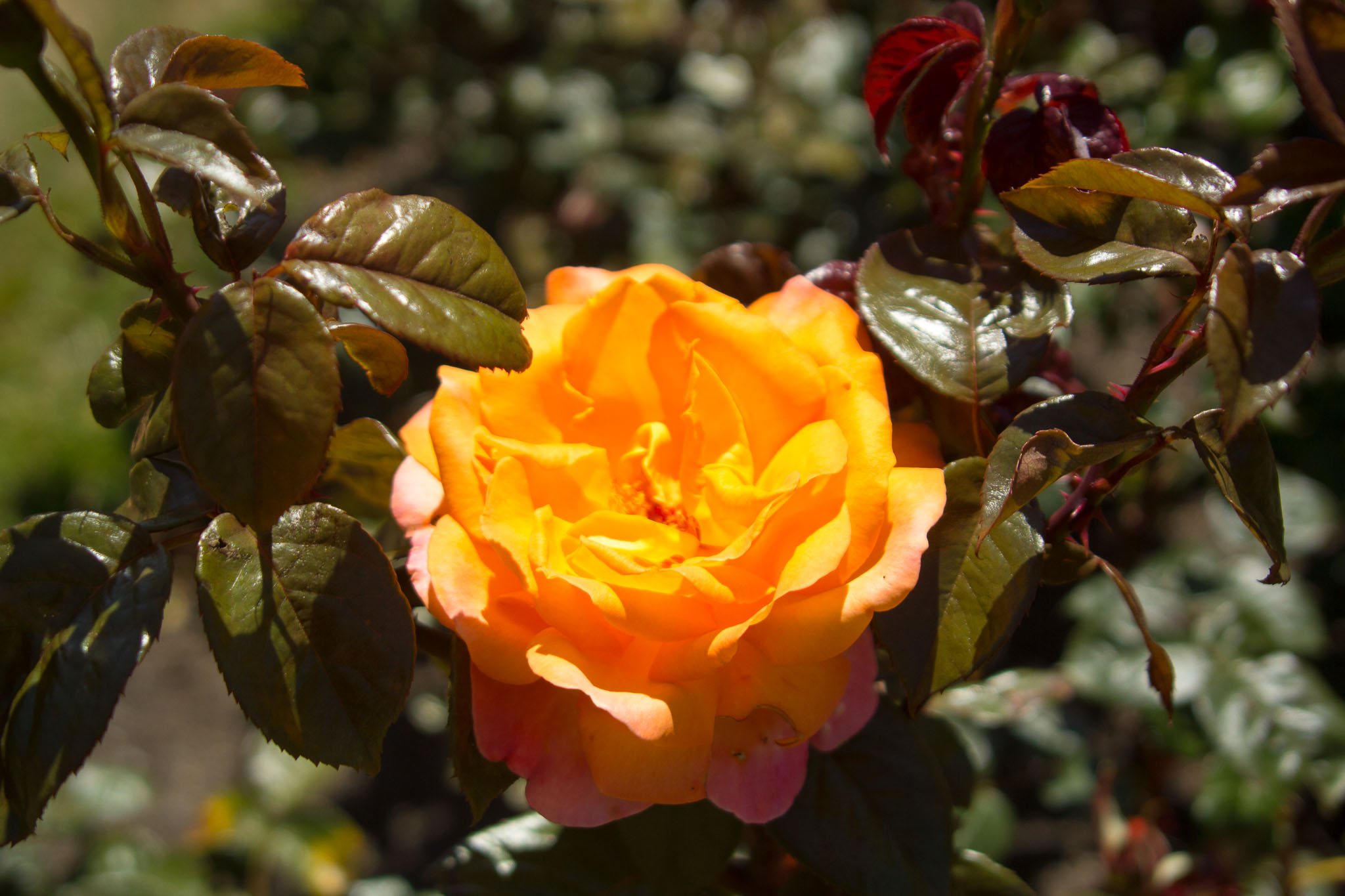 0105-WellingtonBotanicGarden-0121.jpg