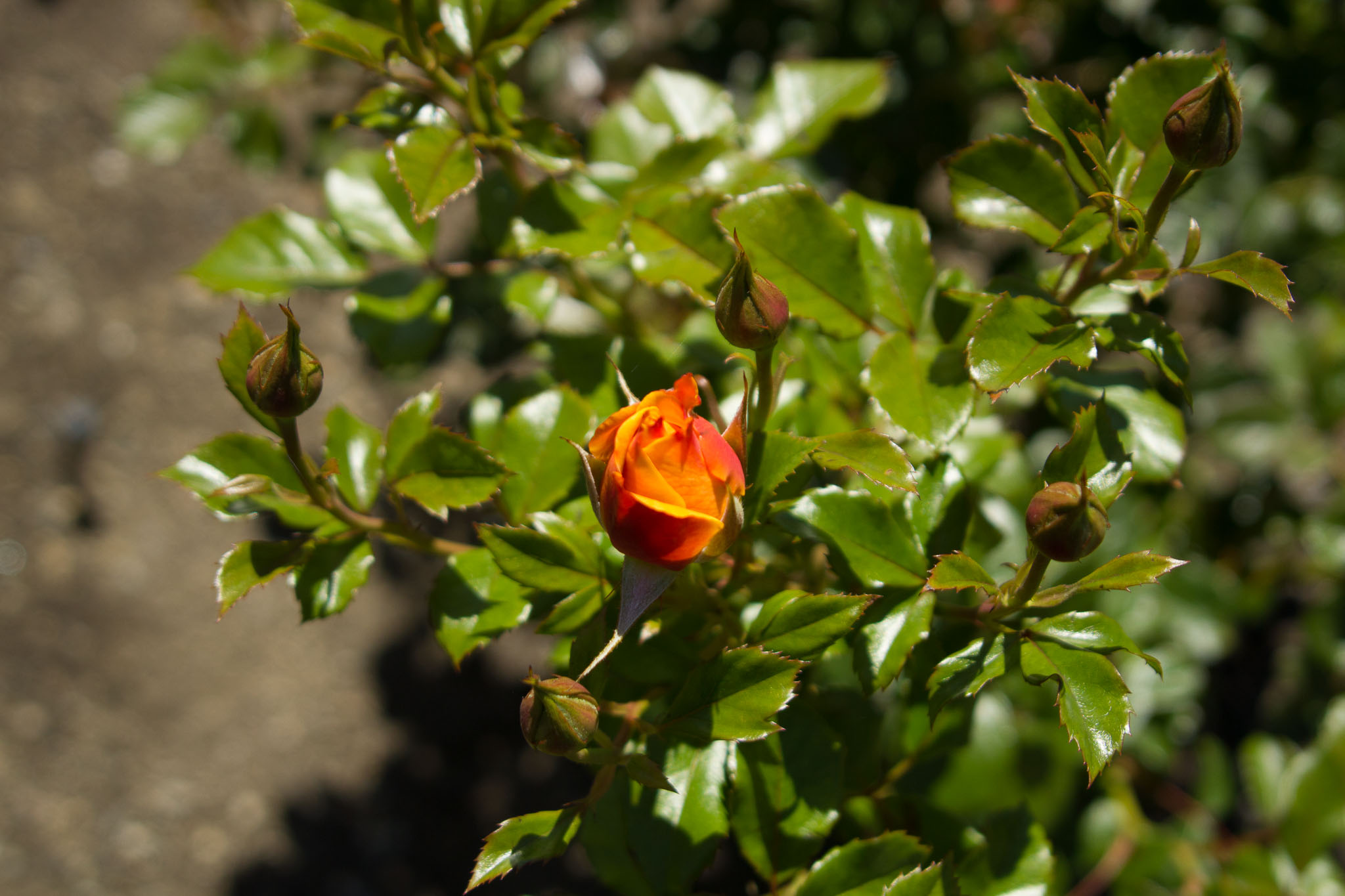 0105-WellingtonBotanicGarden-0127.jpg