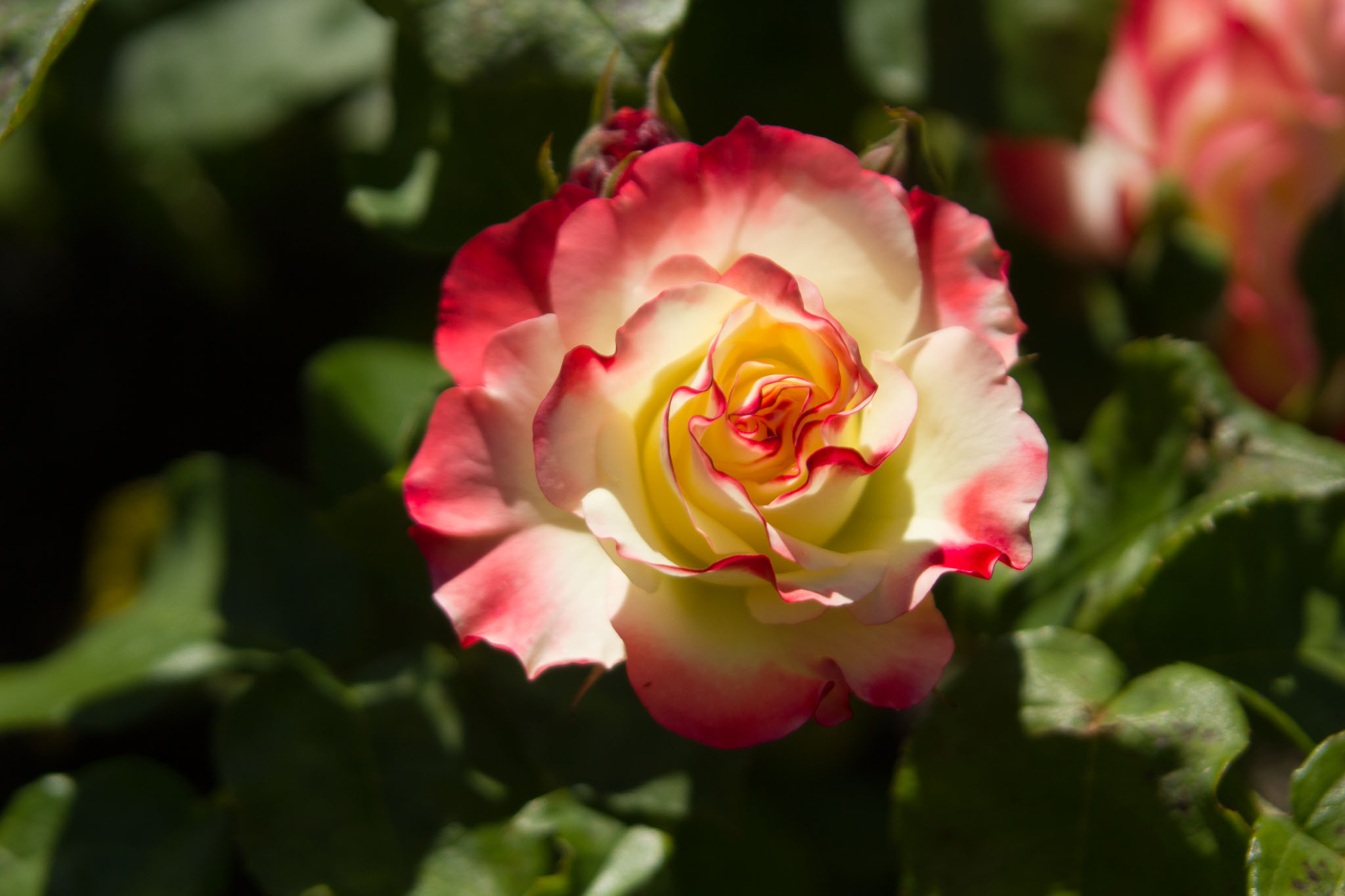 0105-WellingtonBotanicGarden-0129.jpg