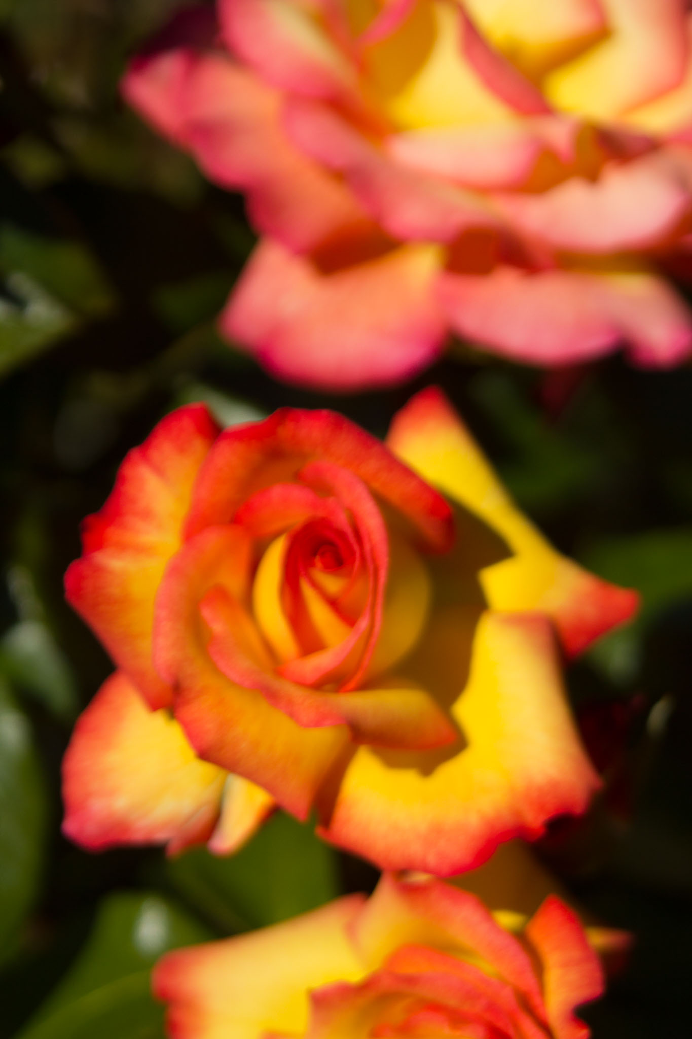 0105-WellingtonBotanicGarden-0131.jpg