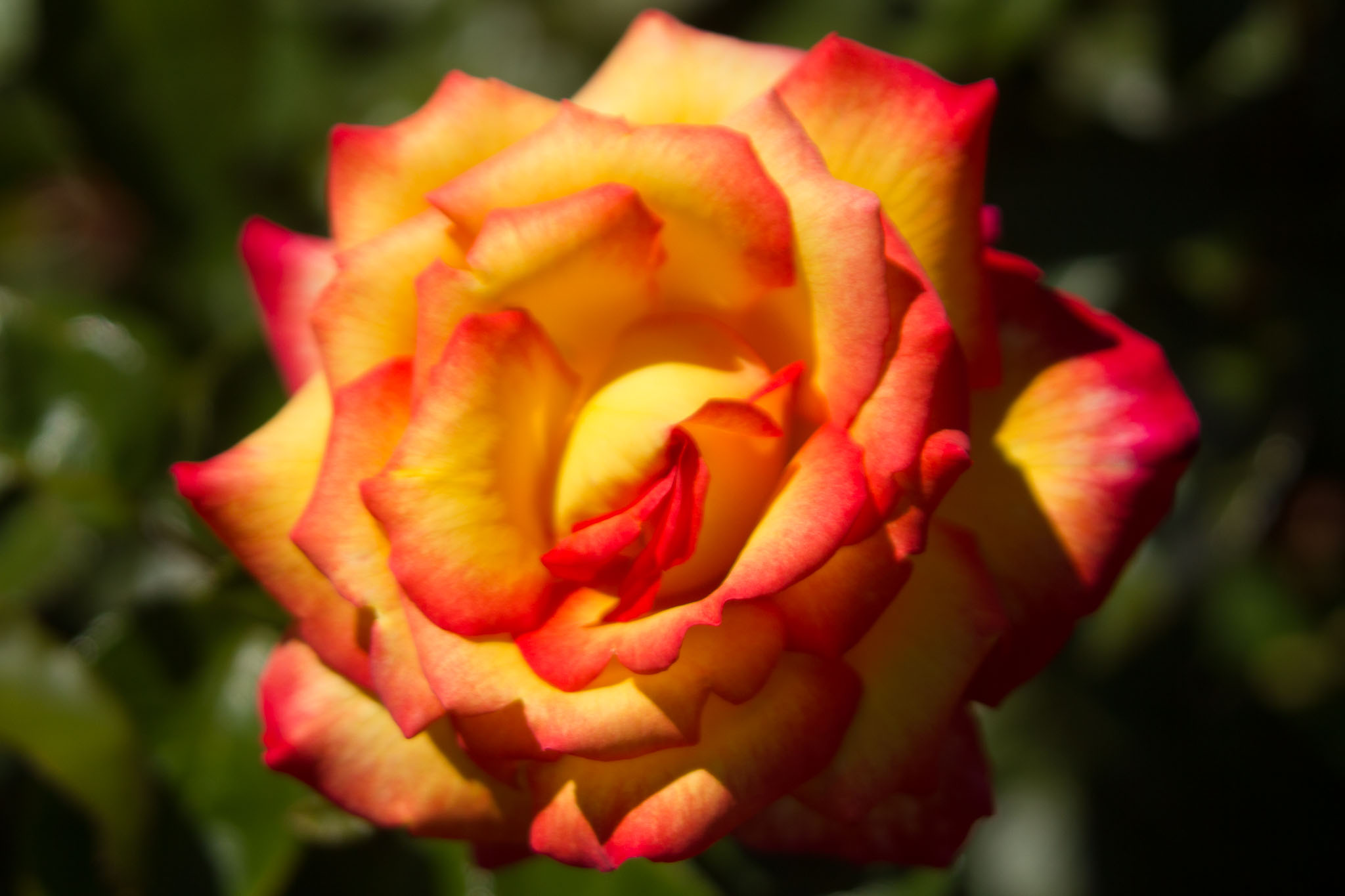 0105-WellingtonBotanicGarden-0133.jpg