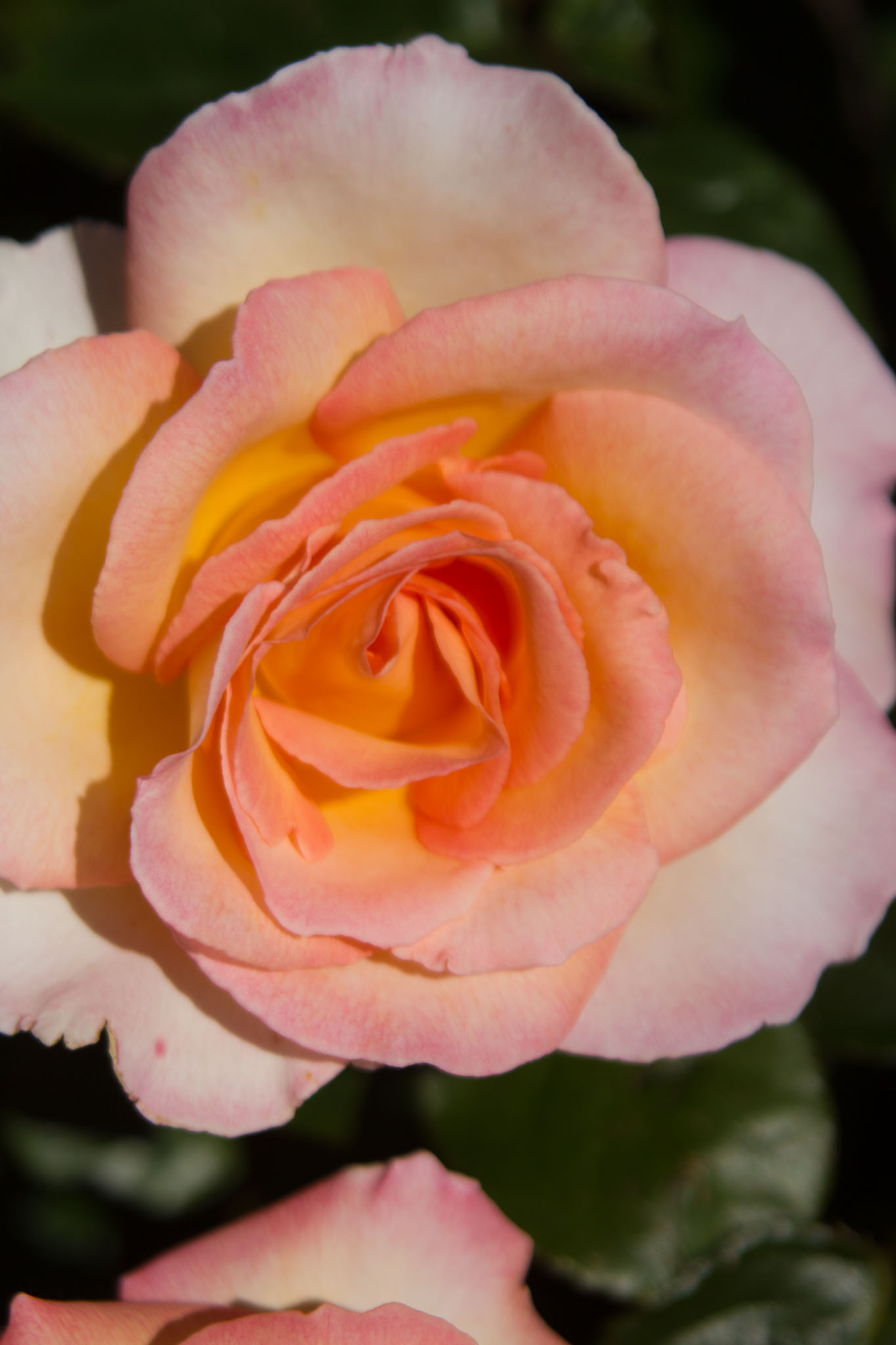 0105-WellingtonBotanicGarden-0136.jpg