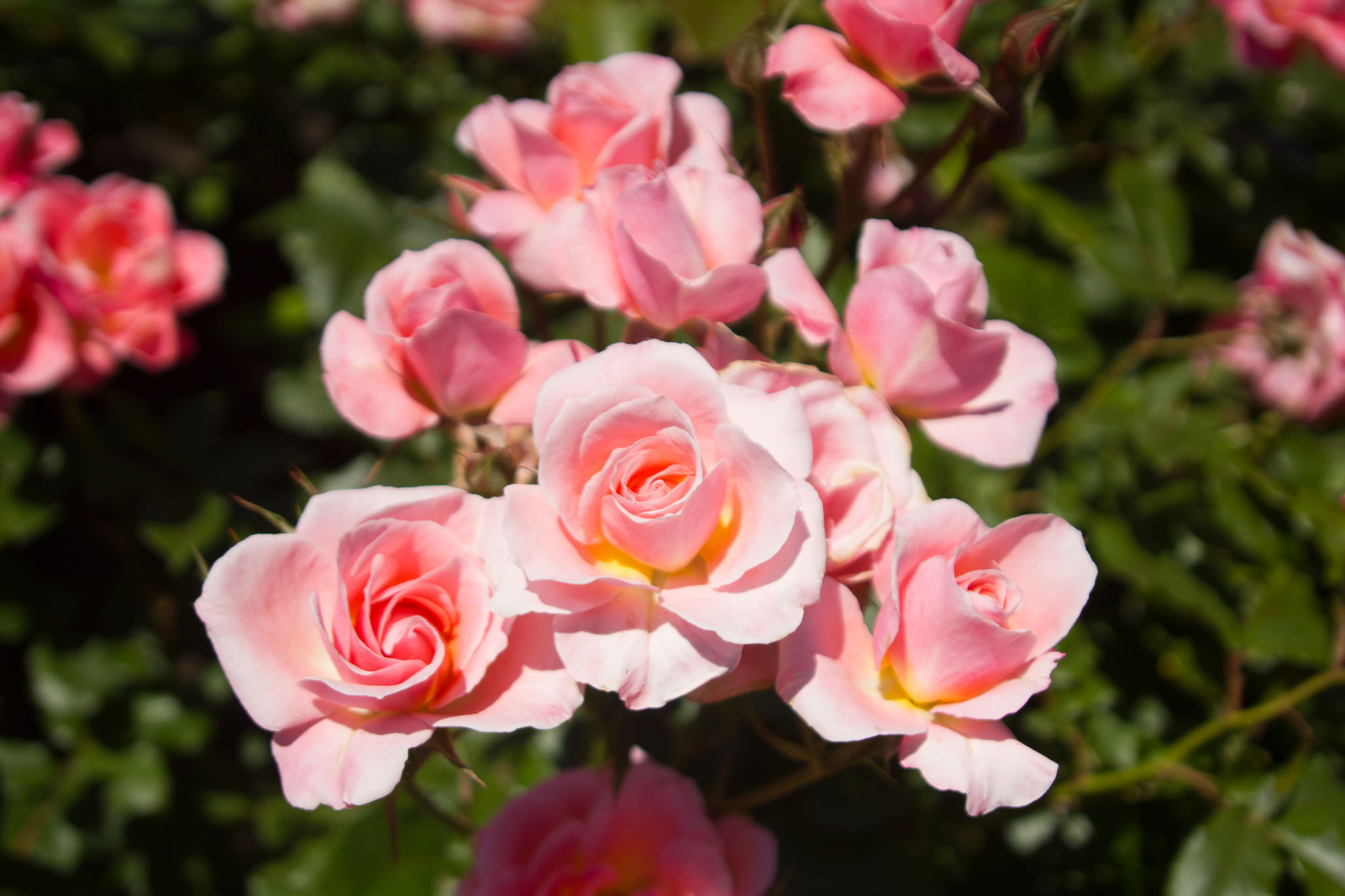0105-WellingtonBotanicGarden-0139.jpg