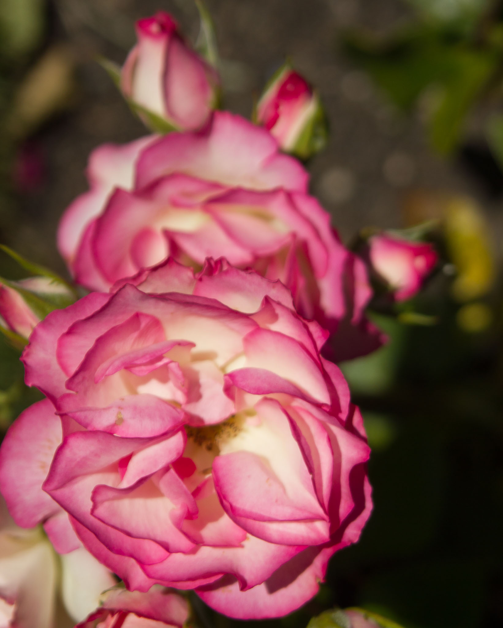 0105-WellingtonBotanicGarden-0141.jpg