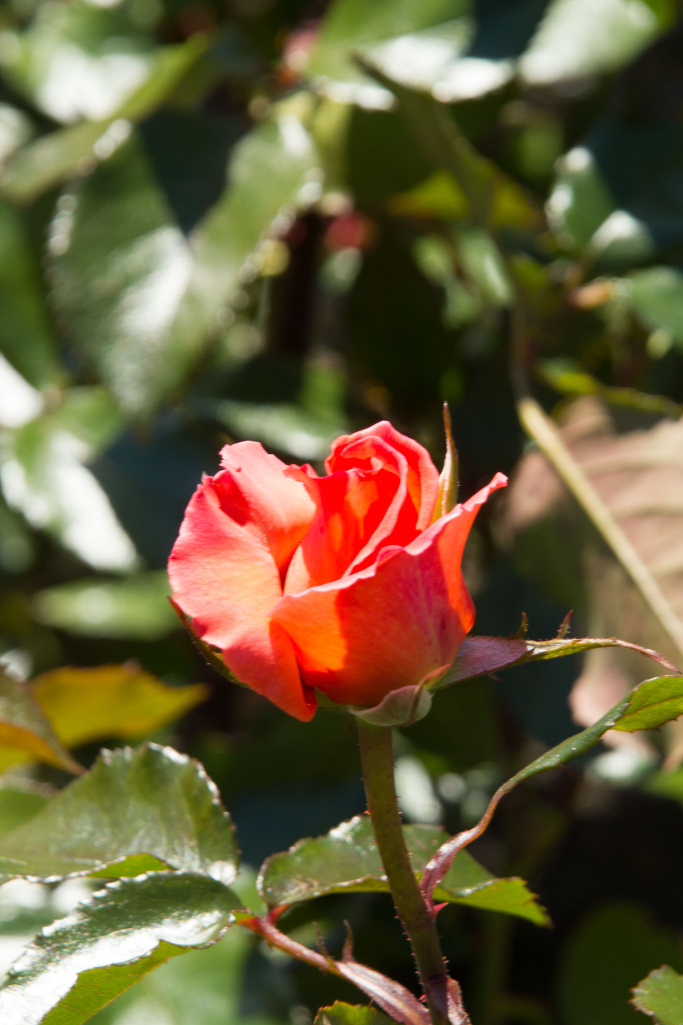 0105-WellingtonBotanicGarden-0144.jpg