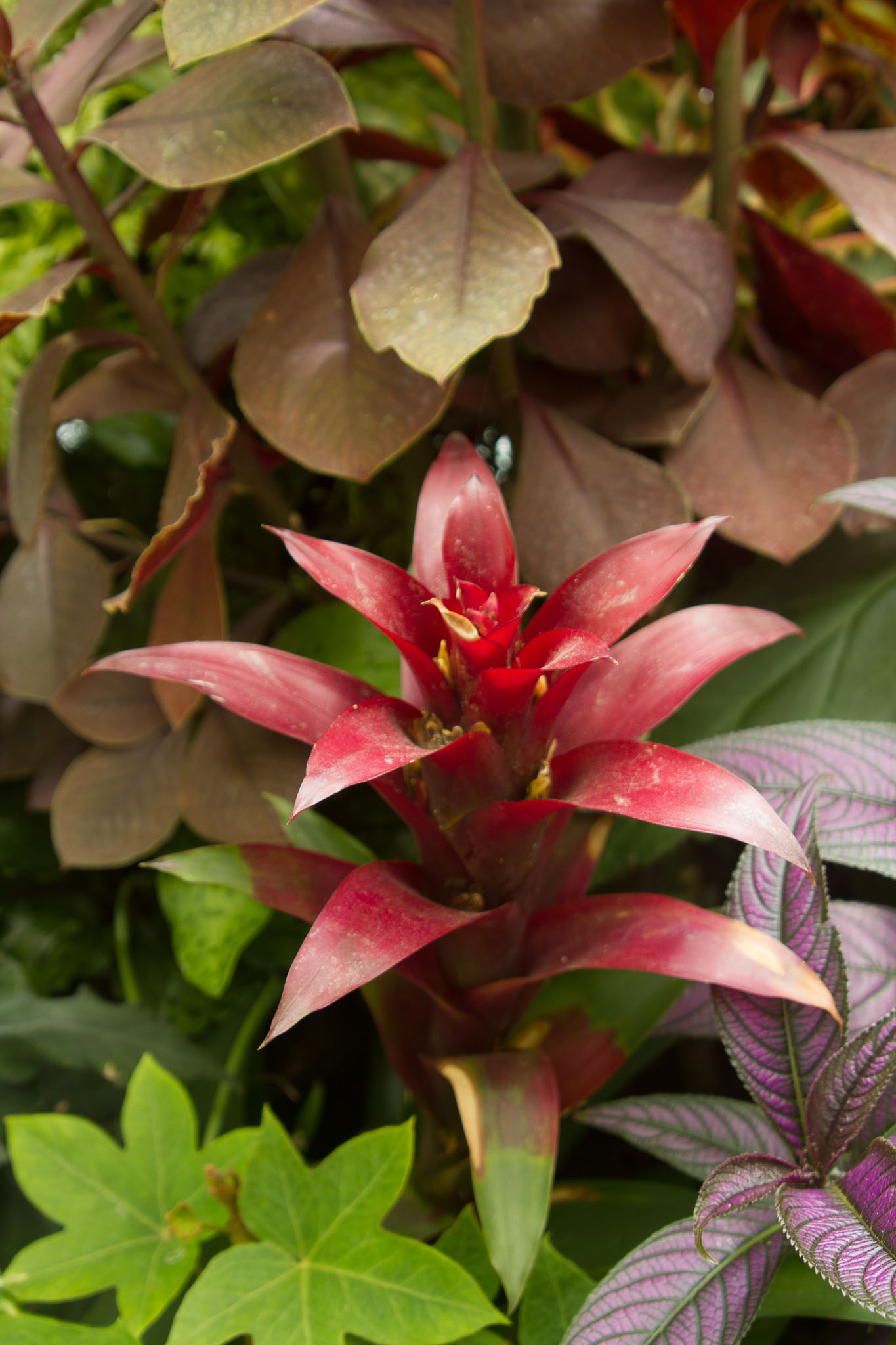 0105-WellingtonBotanicGarden-0146.jpg