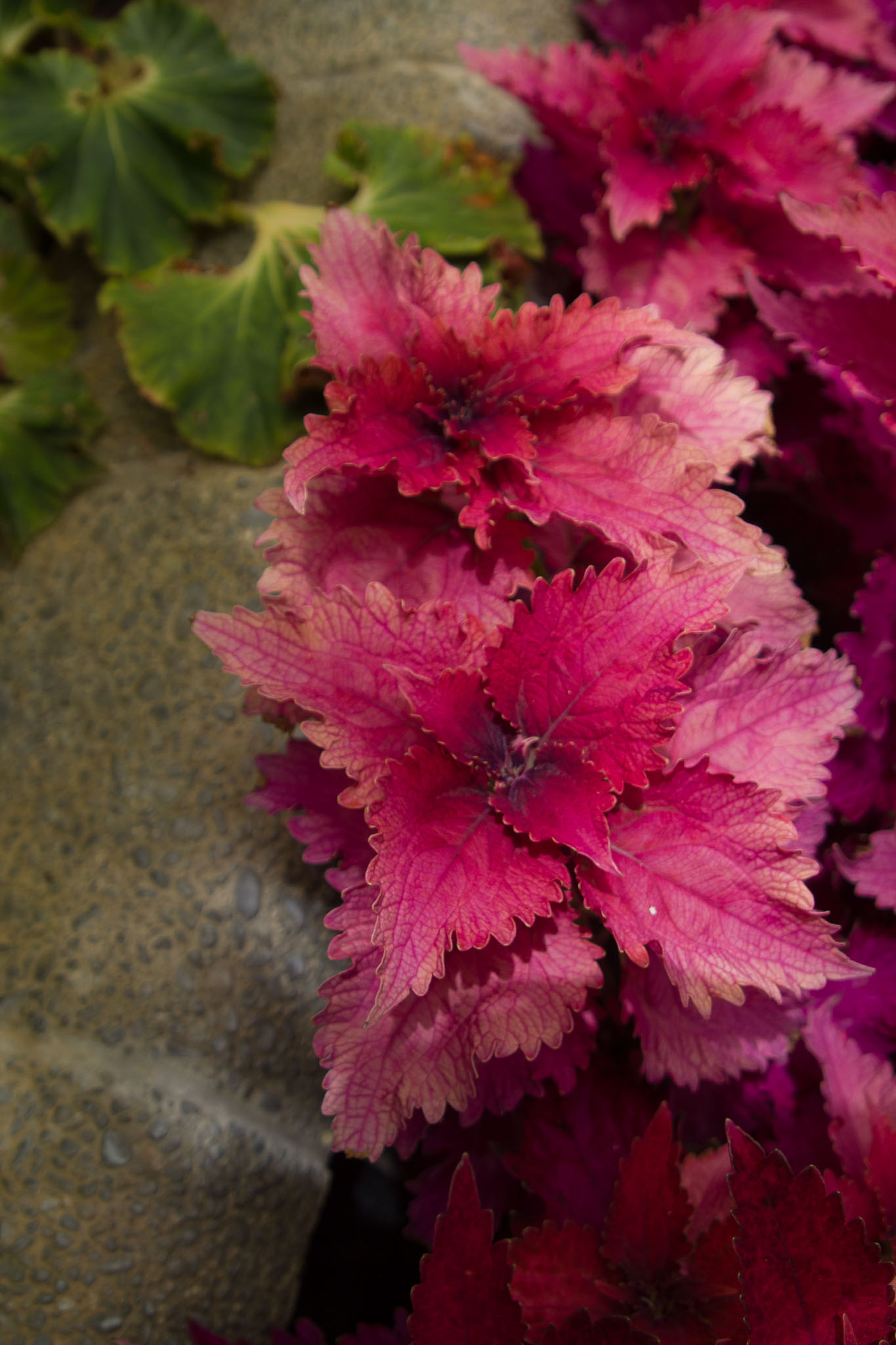 0105-WellingtonBotanicGarden-0149.jpg