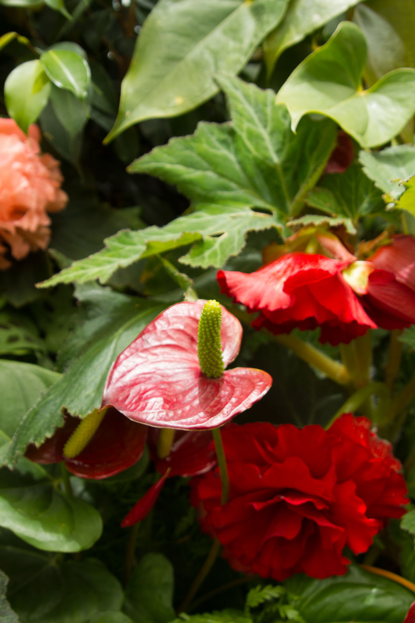 0105-WellingtonBotanicGarden-0150.jpg