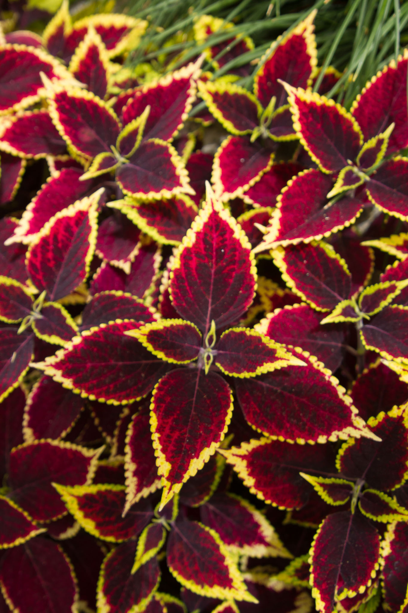 0105-WellingtonBotanicGarden-0152.jpg