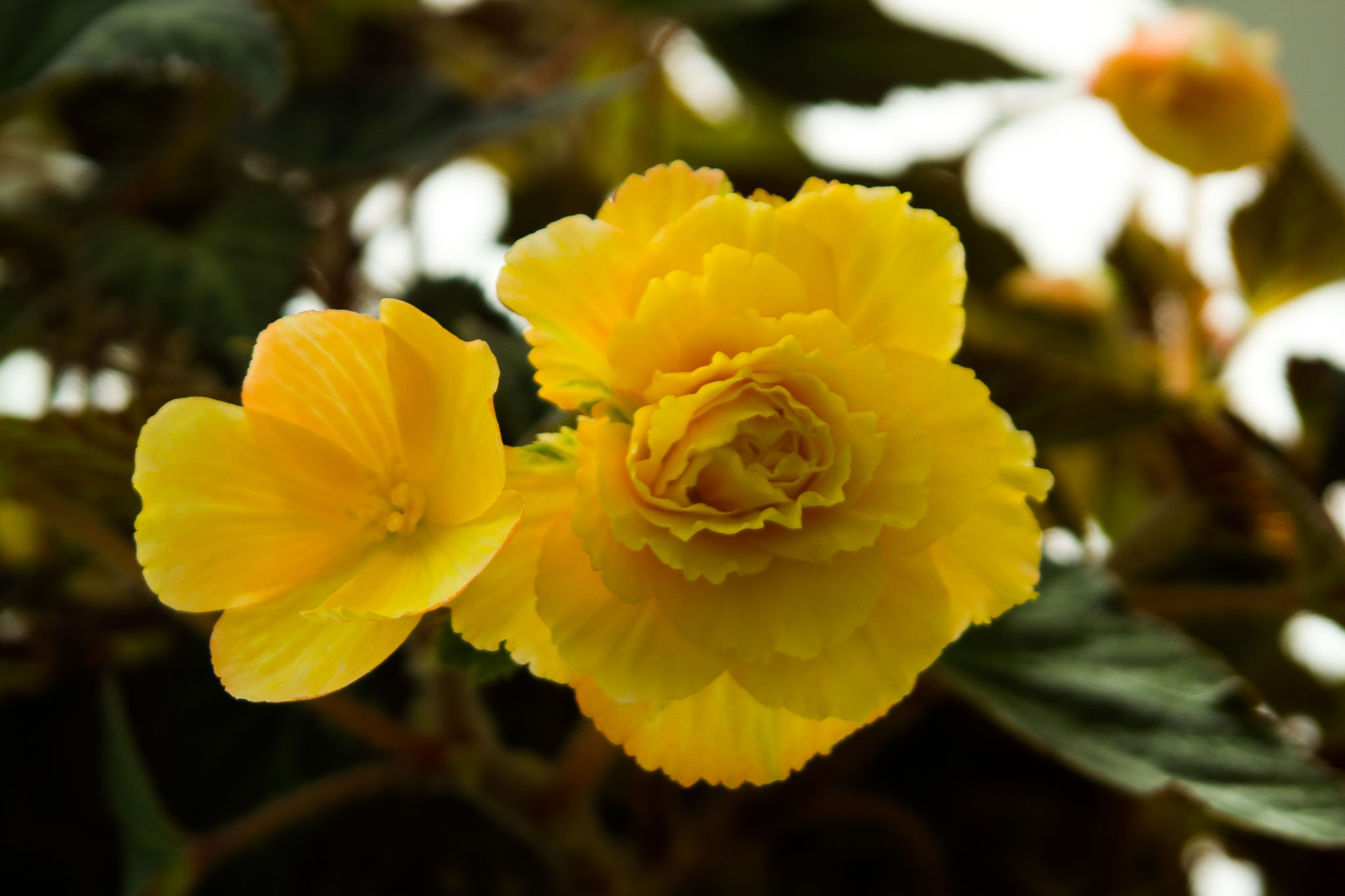 0105-WellingtonBotanicGarden-0158.jpg