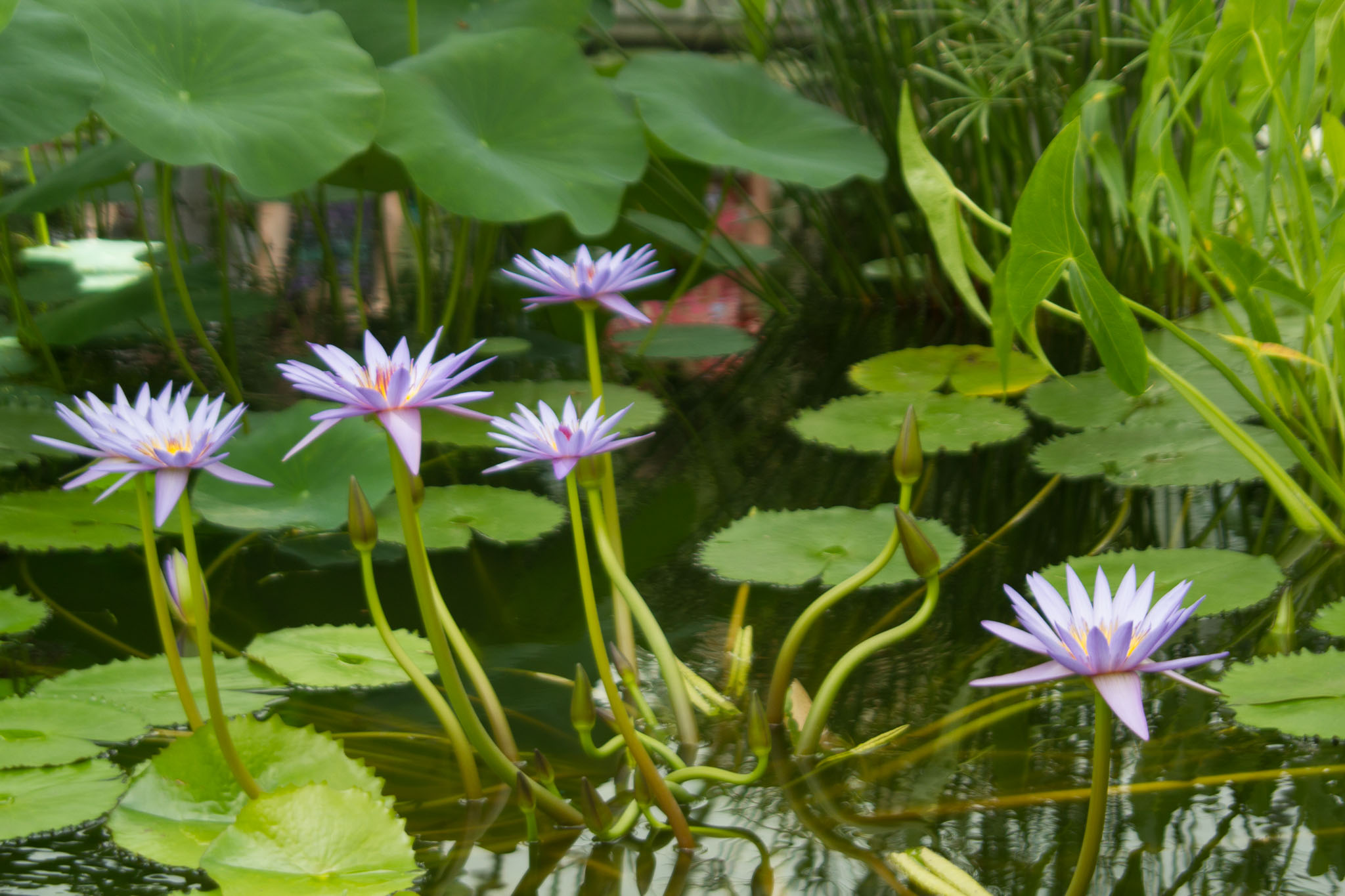 0105-WellingtonBotanicGarden-0161.jpg